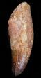Rooted Cretaceous Fossil Crocodile Tooth - Morocco #38344-1